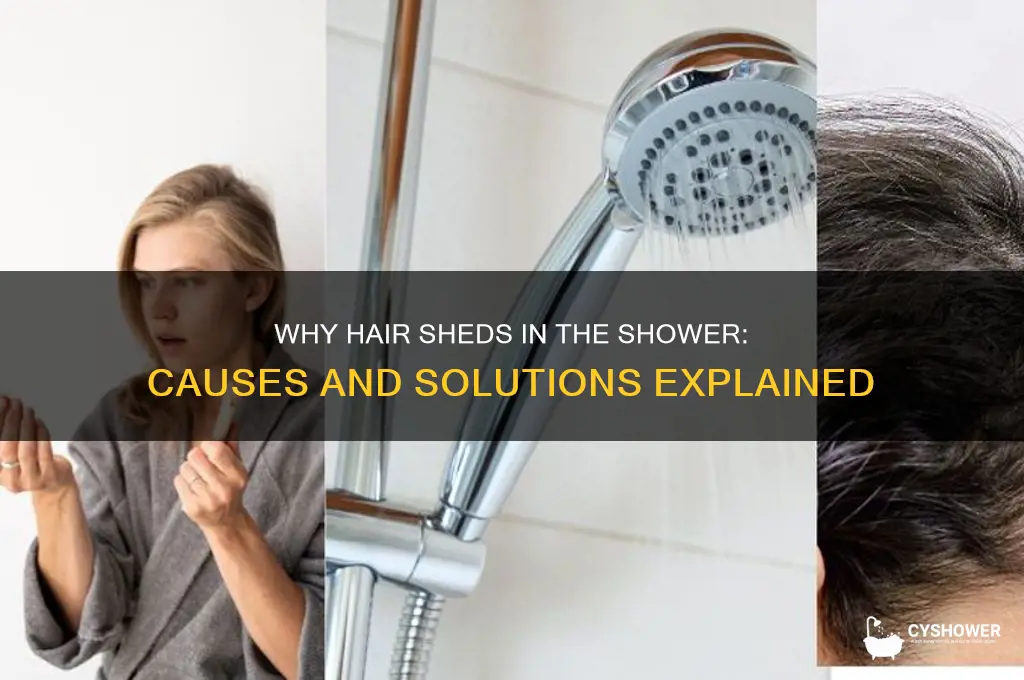 why does hair shed in the shower