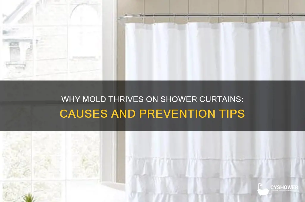 why does mold grow on my shower curtain