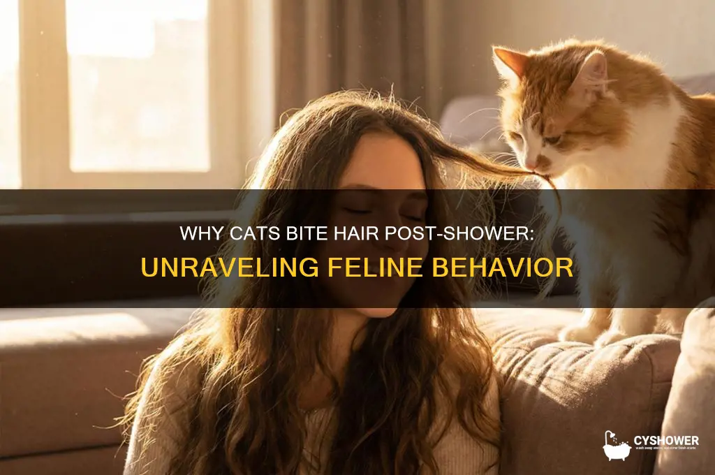 why does my cat bite my hair after i shower