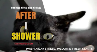 Post-Shower Cat Bites: Understanding Why Your Feline Targets Your Head