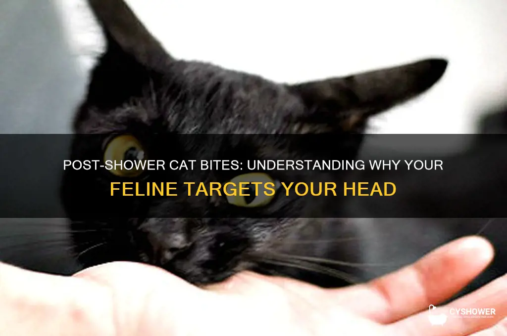 why does my cat bite my head after i shower