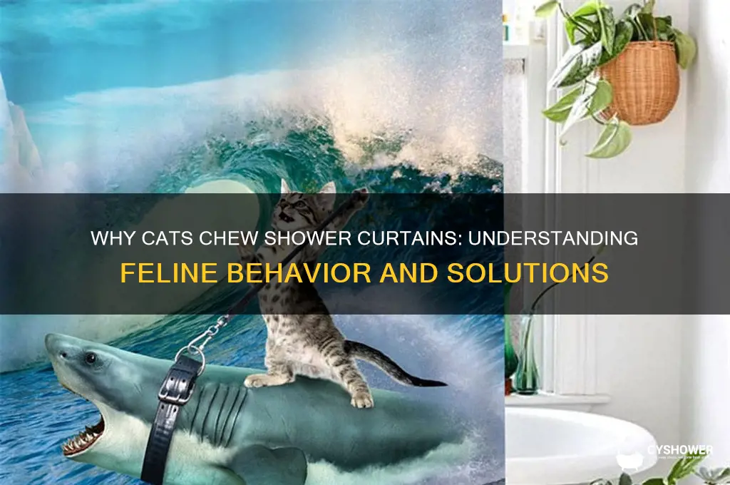 why does my cat chew the shower curtain
