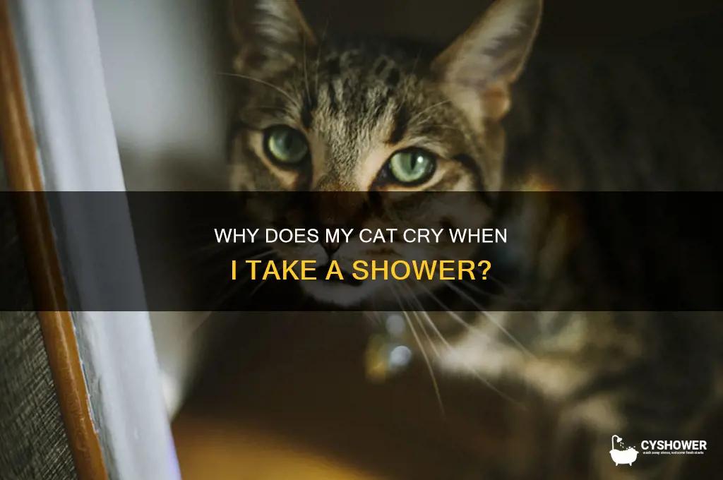 why does my cat cry when i take a shower