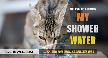Why Cats Love Shower Water: Uncovering Your Feline's Fascination
