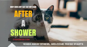 Why Cats Eat Wet Hair: Post-Shower Grooming Behavior Explained