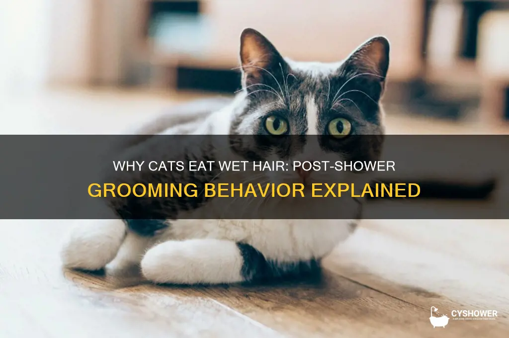 why does my cat eat my hair after a shower