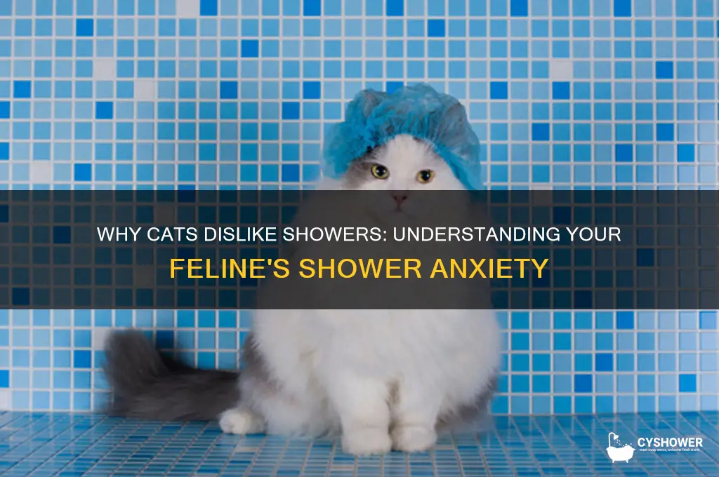 why does my cat get upset when i shower
