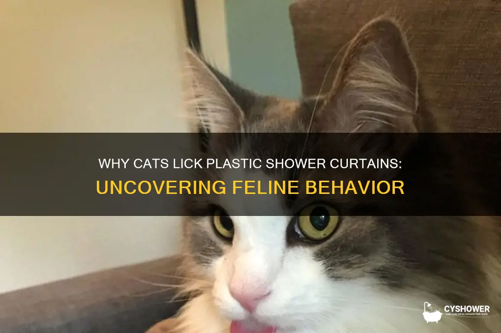 why does my cat lick plastic shower curtain