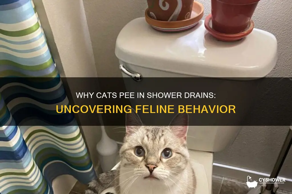 why does my cat pee in the shower drain