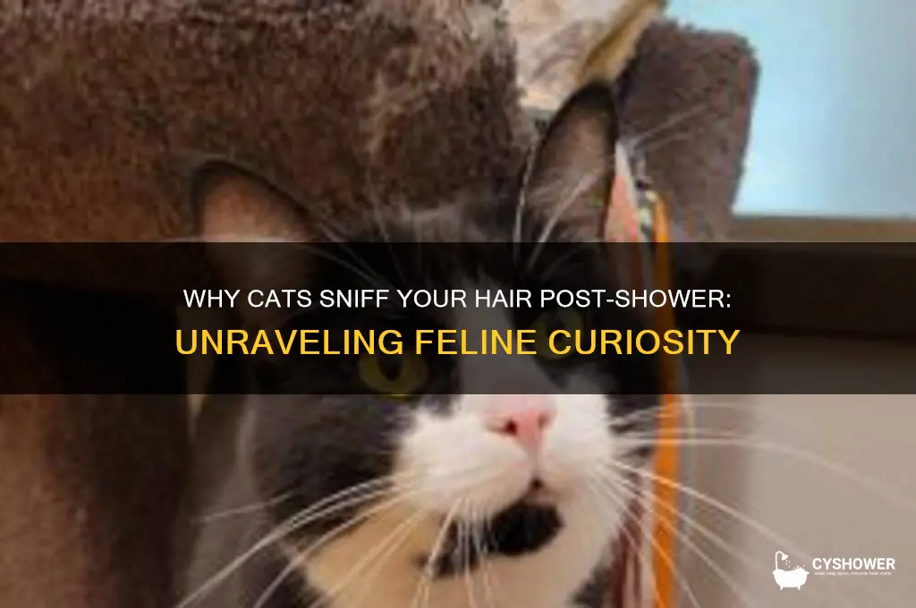 why does my cat smell my hair after i shower