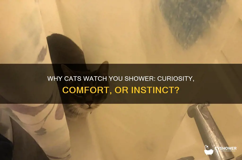 why does my cat watch me take a shower
