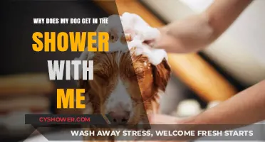 Why Dogs Join Shower Time: Understanding Your Canine's Curious Behavior