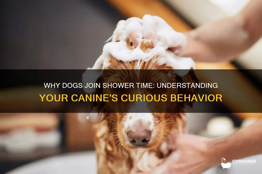 why does my dog get in the shower with me