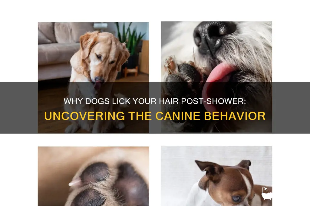 why does my dog lick my hair after a shower