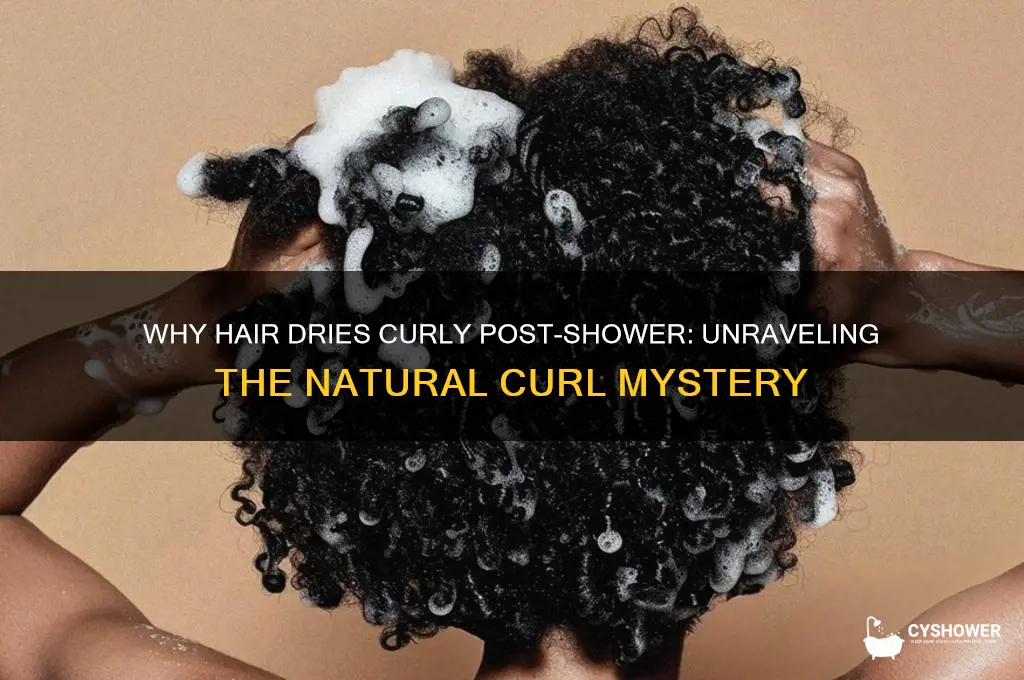 why does my hair dry curly after shower