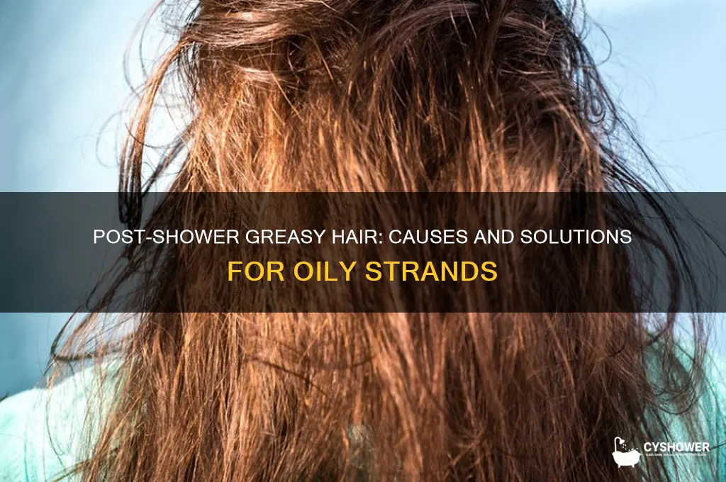 why does my hair dry greasy after a shower