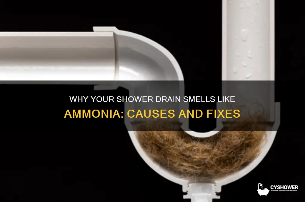 why does my shower drain smell like ammonia