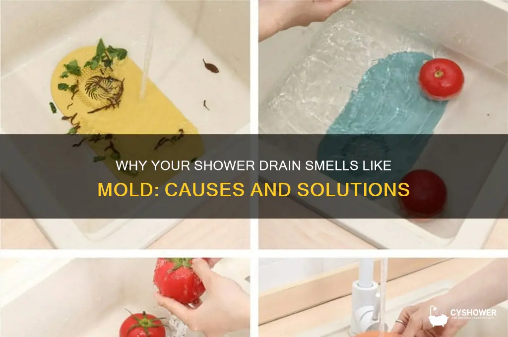 why does my shower drain smell like mold