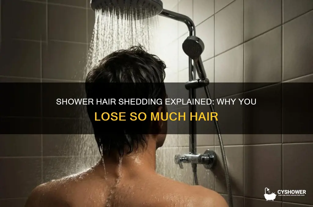 why does so much hair come out when i shower