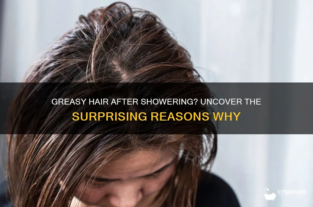 why does yiu still have greasy hair after shower