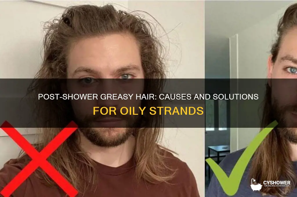 why is my hair greasy after i take a shower