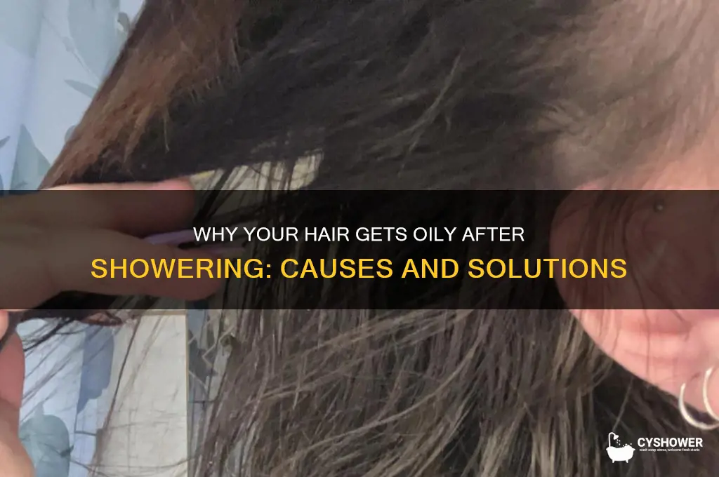 why is my hair oily after shower