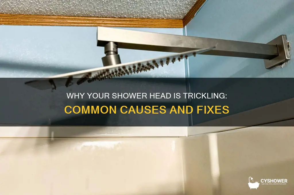 why is my shower head just trickling