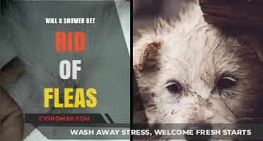 Can Showers Eliminate Fleas? Effective Solutions for Flea Infestations