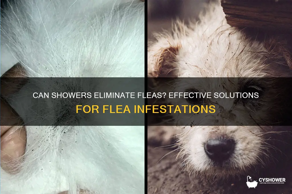 will a shower get rid of fleas