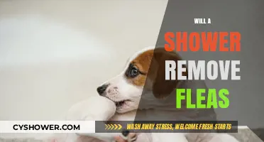 Can Showers Effectively Remove Fleas? A Quick Guide for Pet Owners