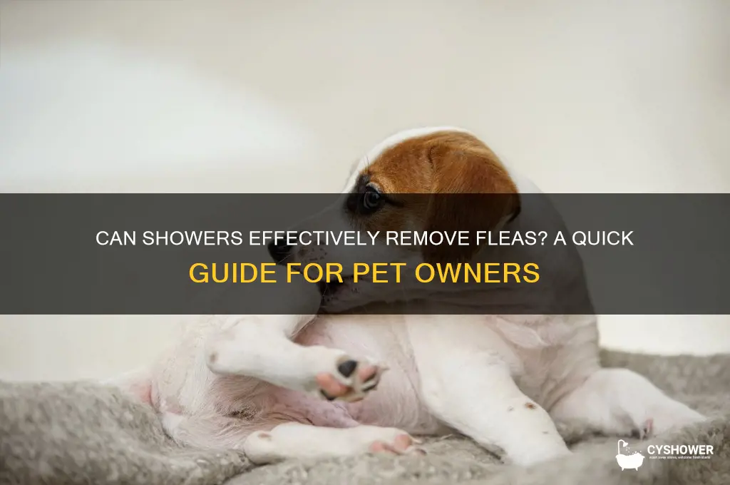 will a shower remove fleas