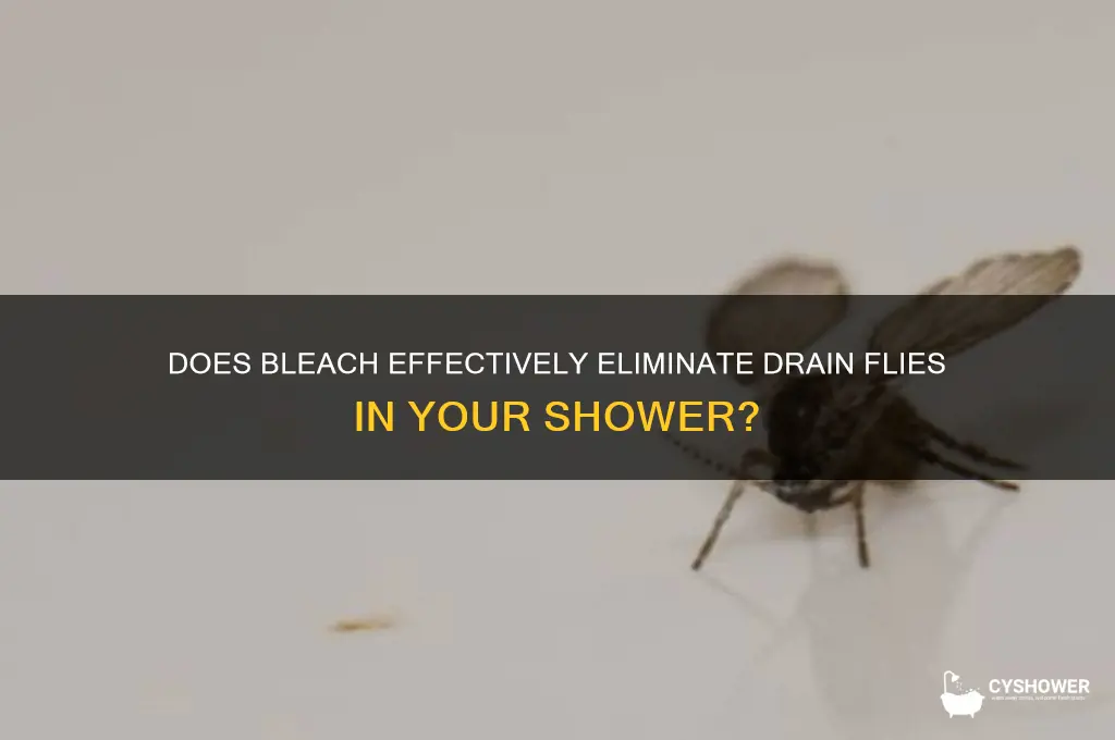 will bleach kill drain flies in shower